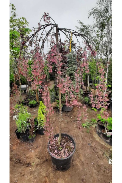 Плакуча яблуня Роял Б’юті — витончена краса вашого саду.